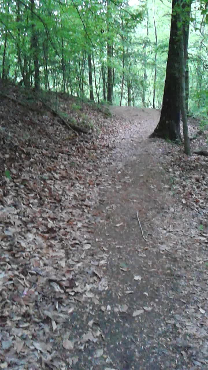 the dirt road through the forest is covered in leaves