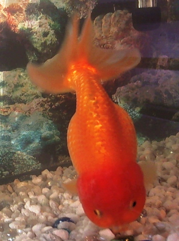 a large red and yellow fish floating on top of rocks