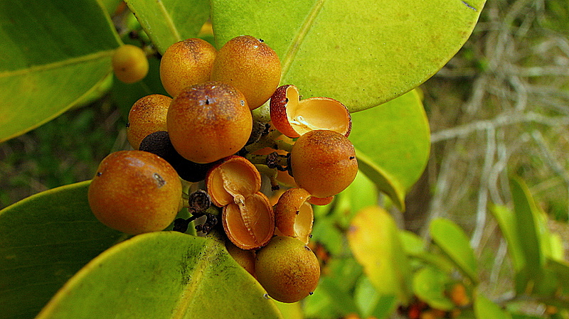 closeup of small fruit on the tree