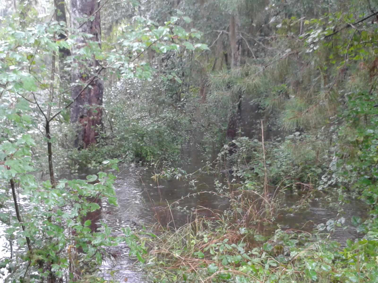 a creek near some trees and bushes in the rain