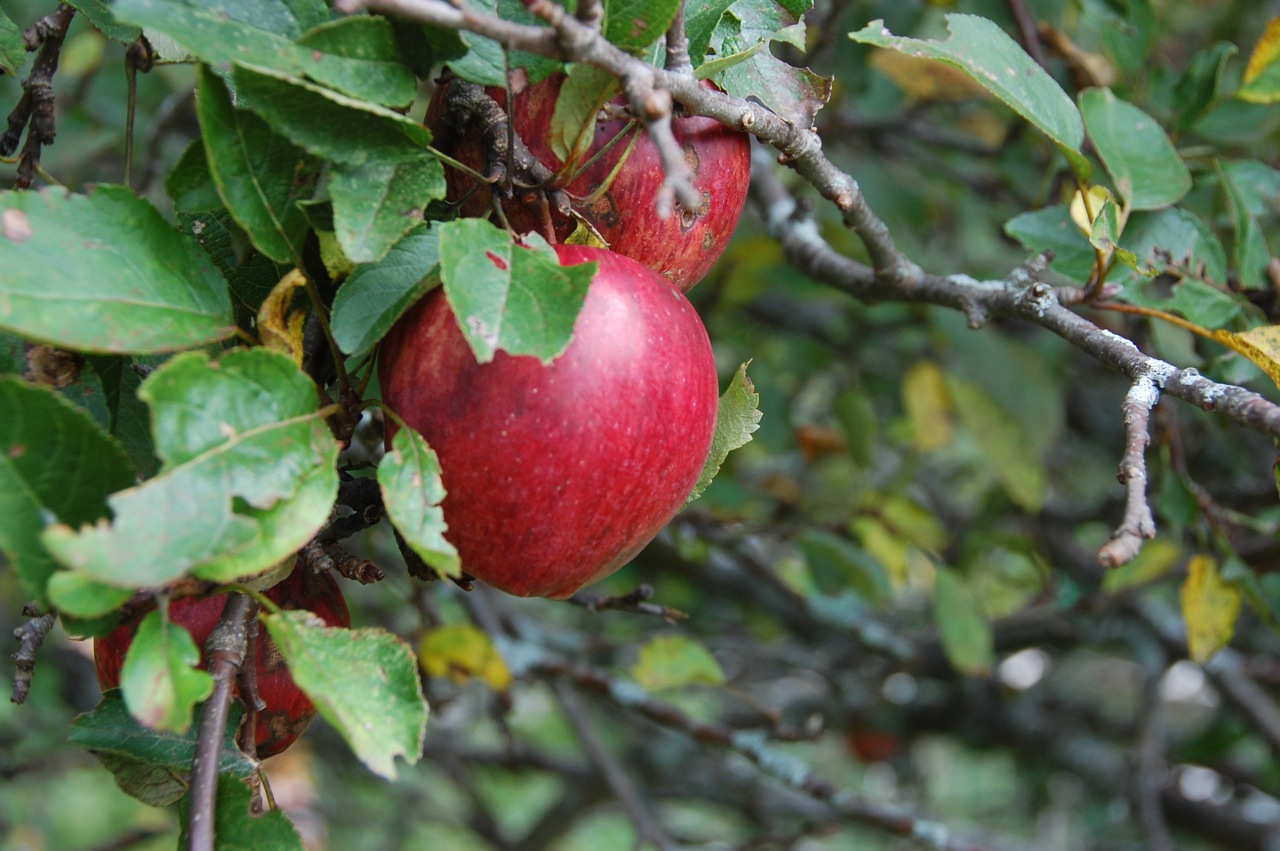 a apple tree with green leaves and red apples hanging from the nches