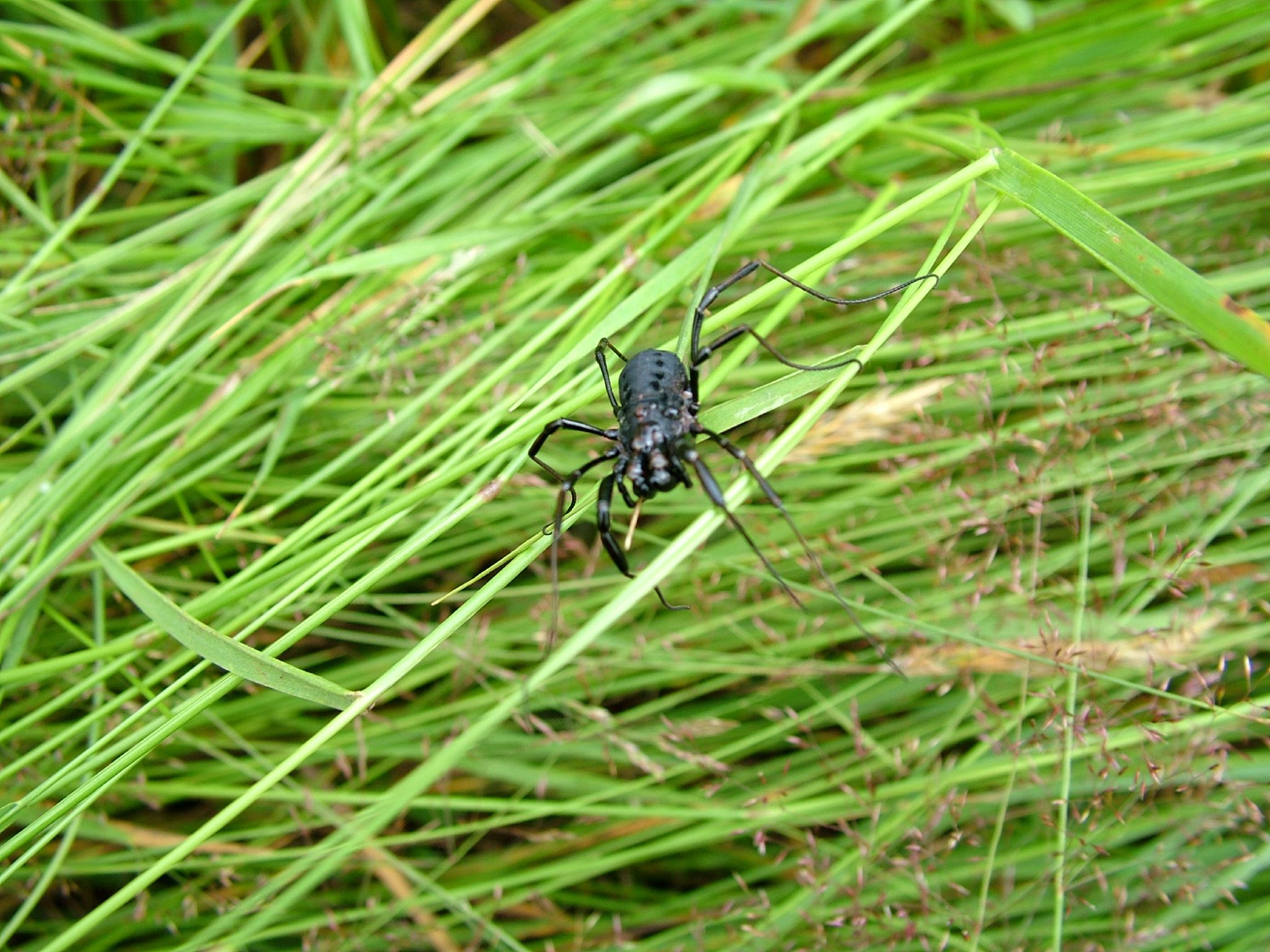 the long legged spider is on the stalk