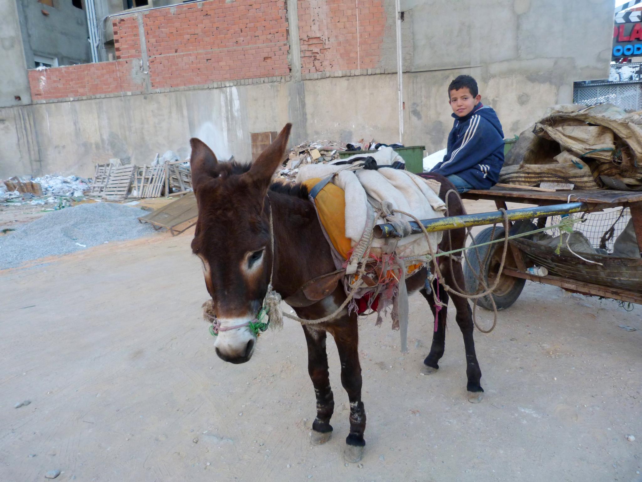 a  riding on the back of a donkey