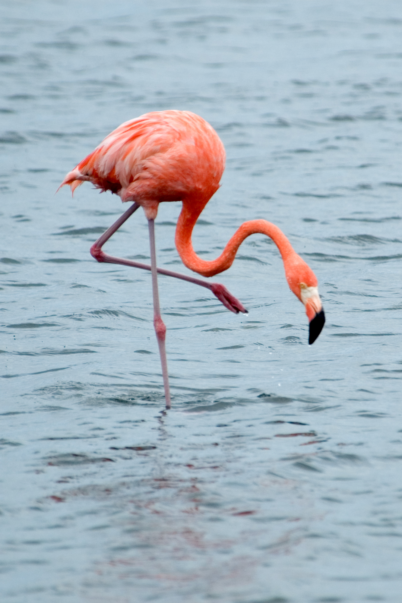 flamingo standing in the water eating some food