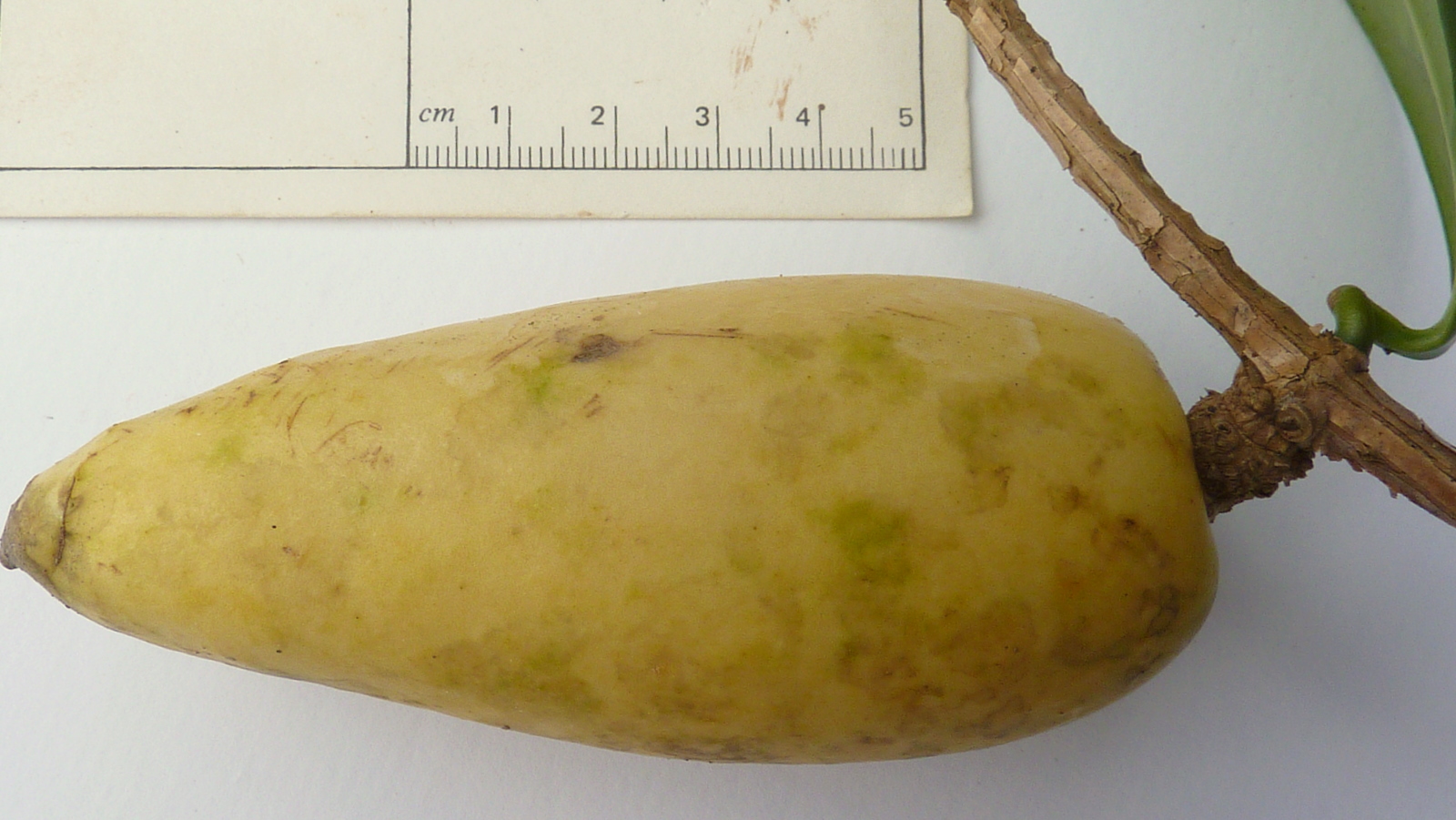 a potato has been placed next to a ruler