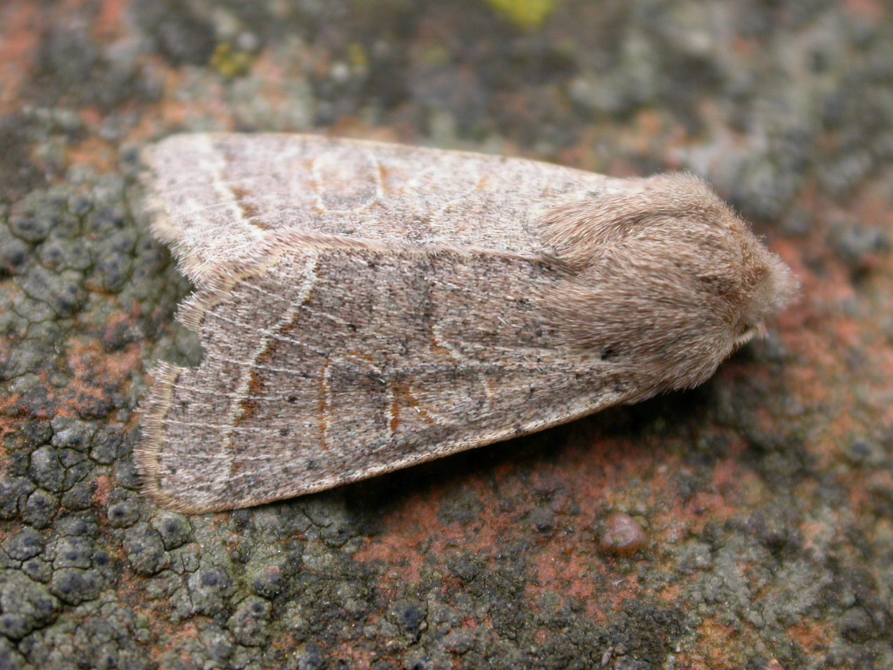 a close up of a small brown and white moth