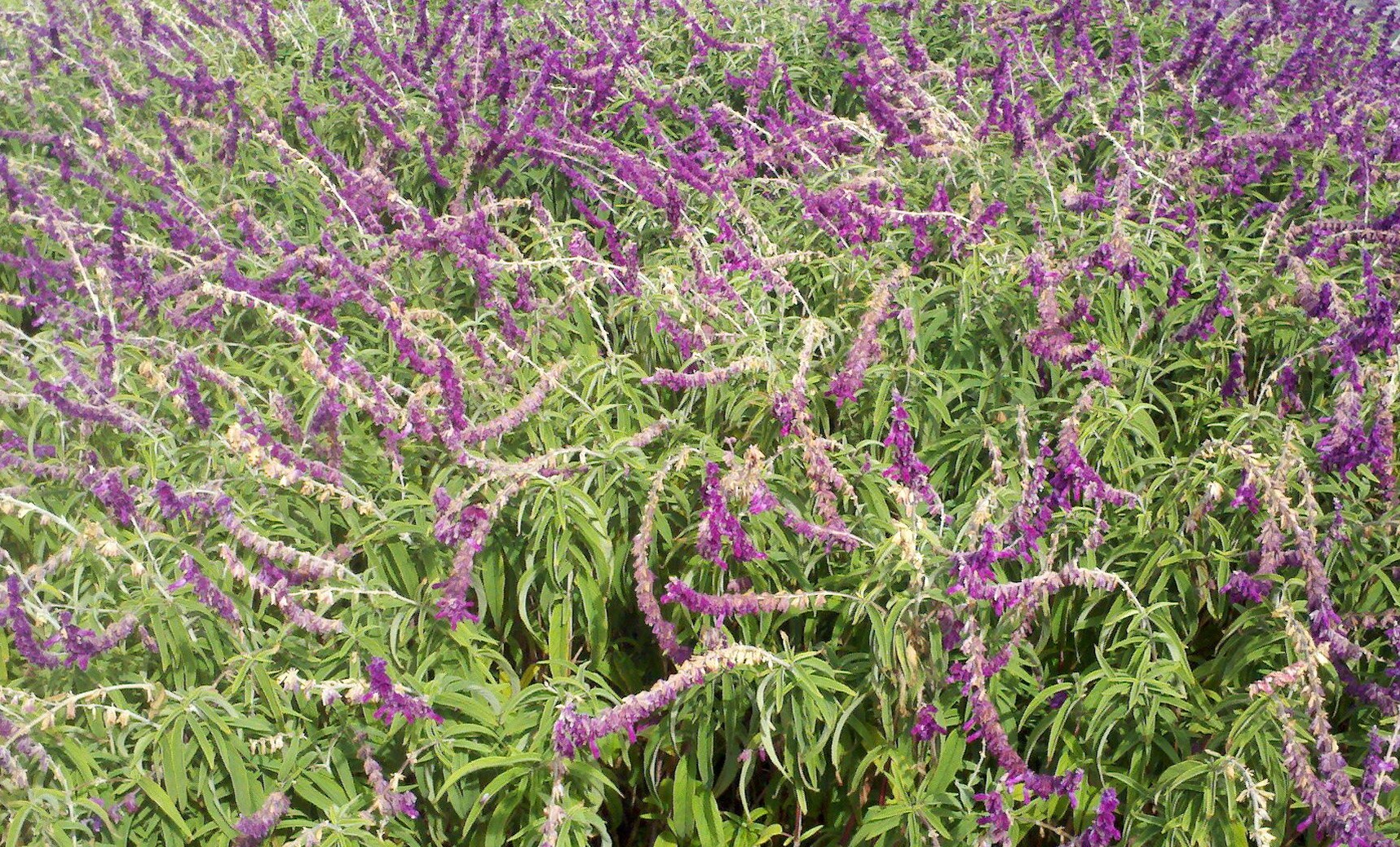 the plant is growing with lots of purple flowers