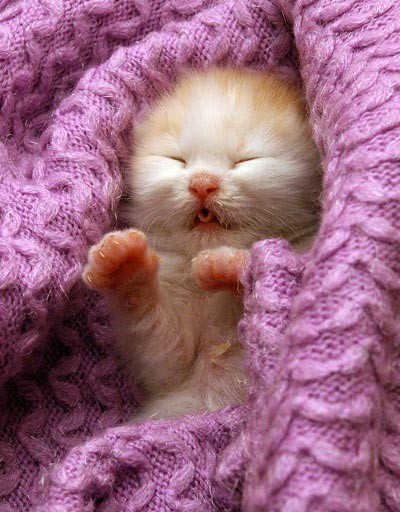a baby cat cuddling with the blanket while snuggled under it