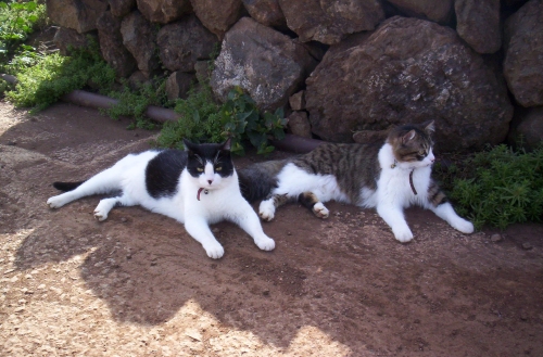 there are two cats laying on the dirt near rocks