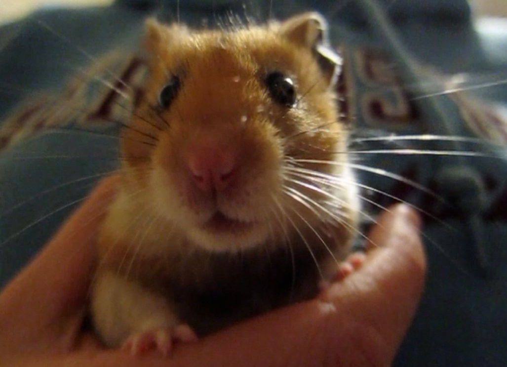 a hamster in a hand is staring ahead