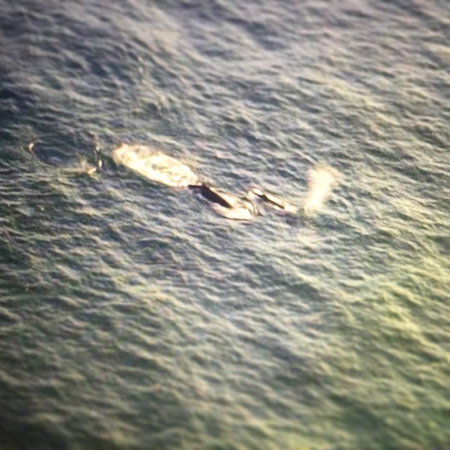 a group of surfers in the middle of an ocean