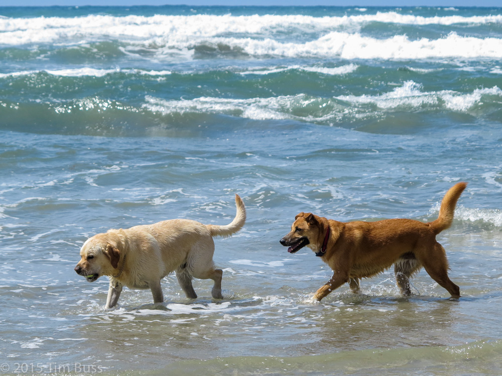 two brown and white dogs playing in the surf