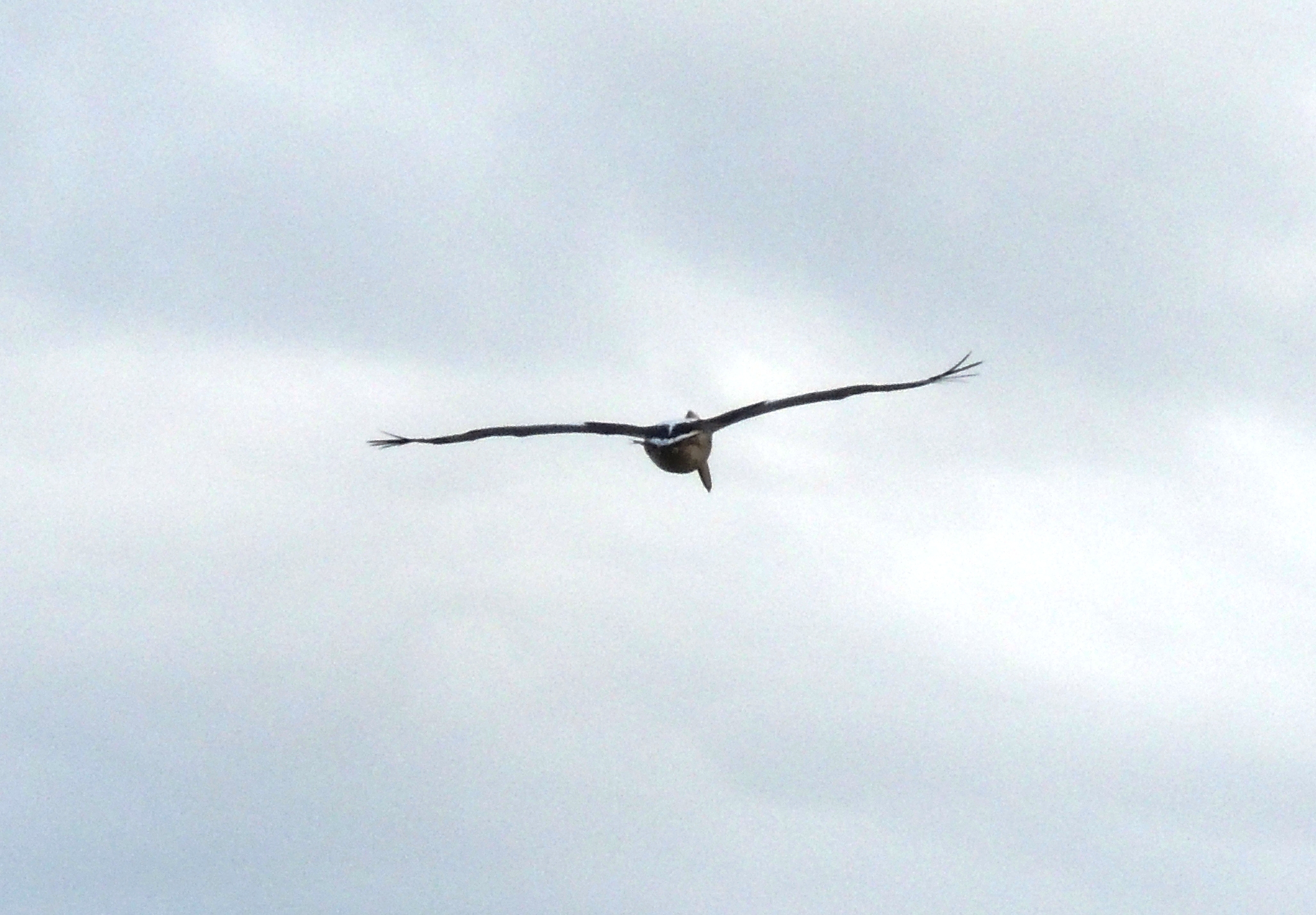 an eagle soaring through the air on a cloudy day