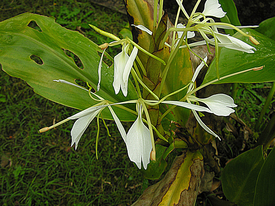 a large white flower growing in a forest