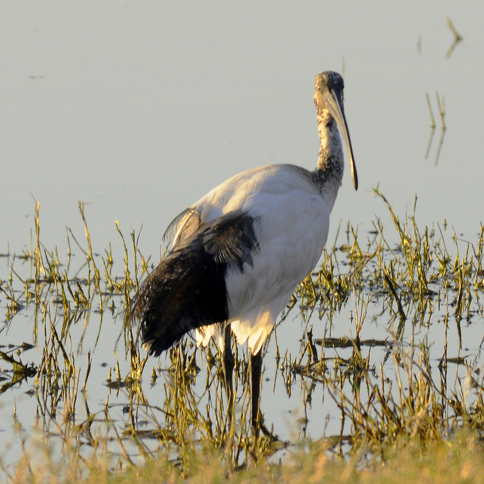 a black and white bird standing in a marsh area
