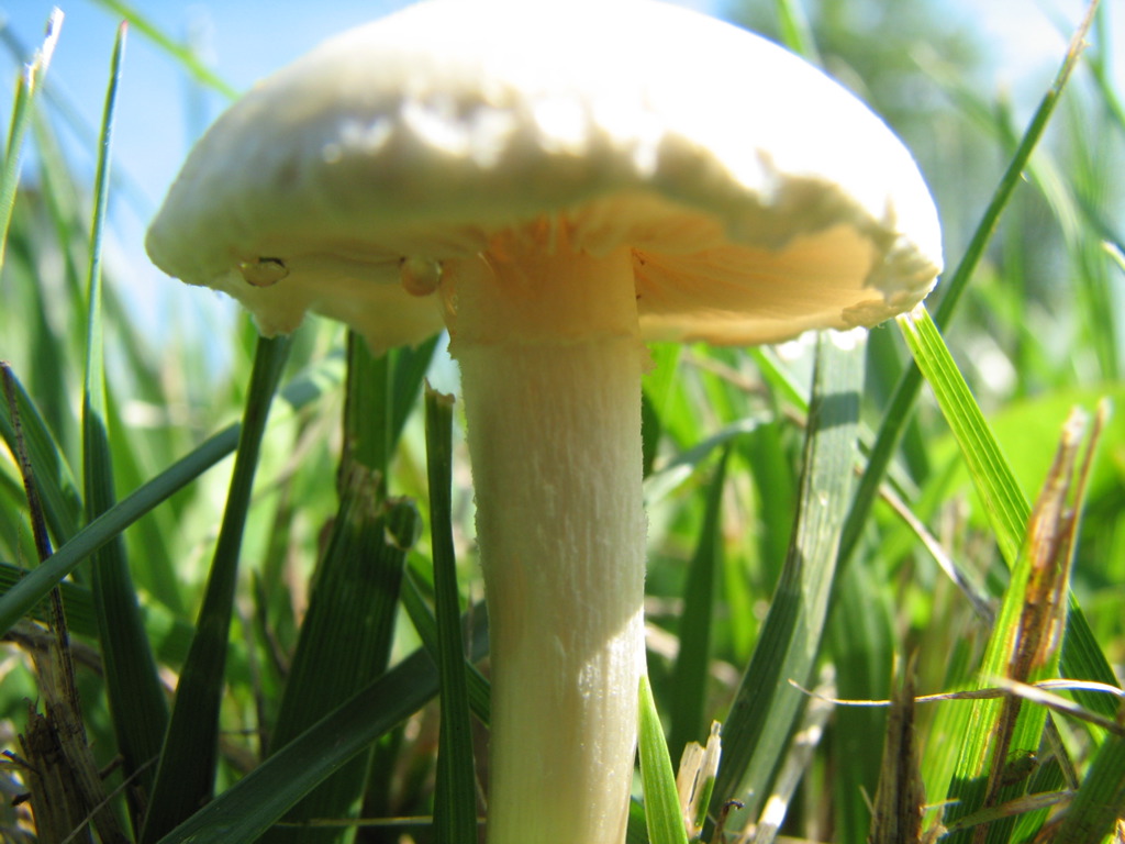 a white mushroom on a green field of grass