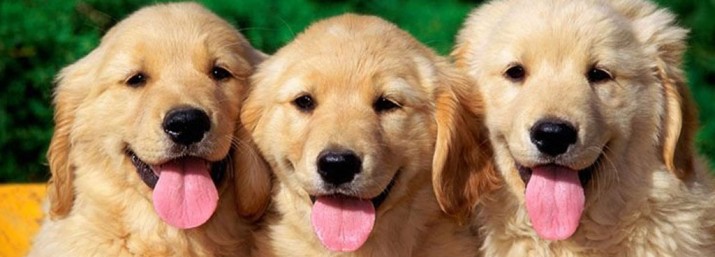 three golden retrievers stand in a row with their tongue hanging out