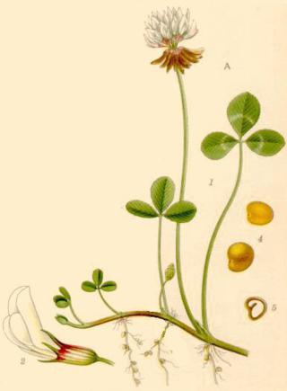 an old plant life print, with various flowers and leaves