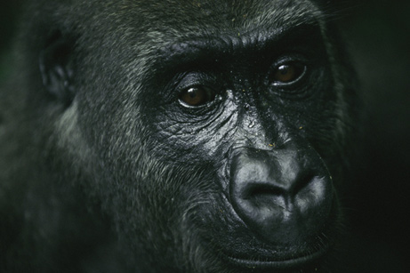 a close up of a black gorilla's face