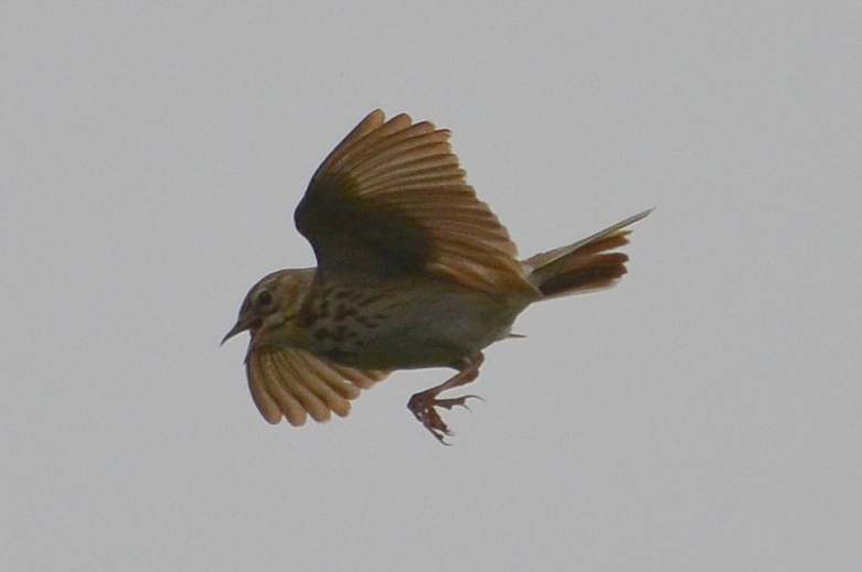 a small bird that is flying in the air