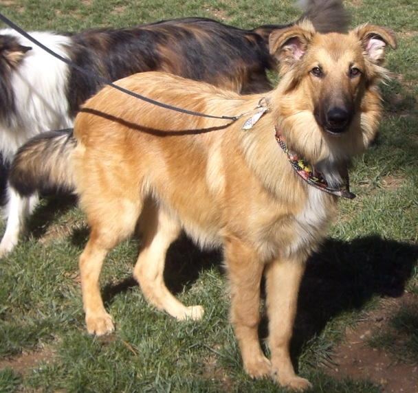 two dogs with collars standing in grass together