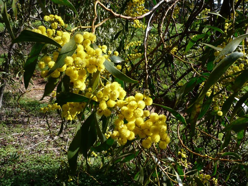 the yellow flowers are on a tree outside