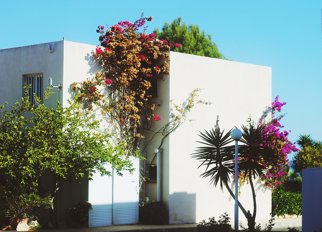 a tree with flower blooms growing over the top