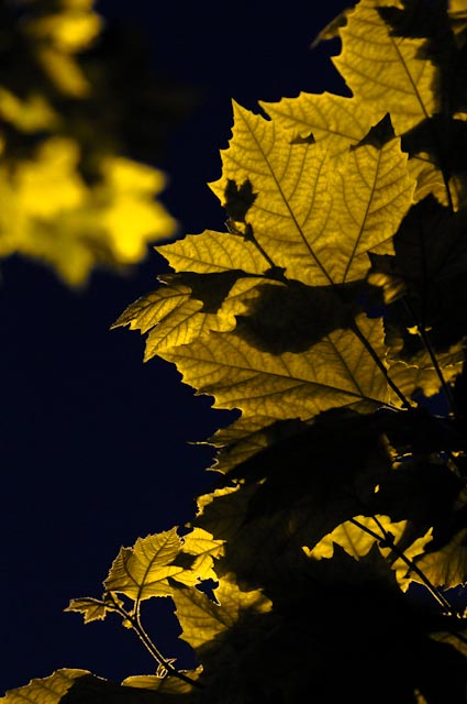 there is a tree that has leaves and the sky in the background