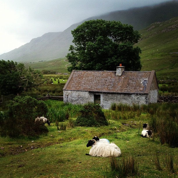 sheep are laying in the grass near a small house