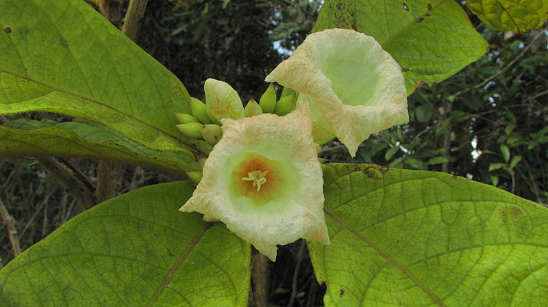 a close - up image of the bud of a large green flower