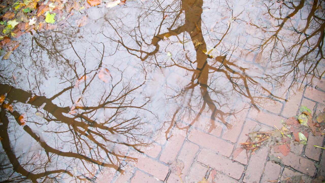 a tree reflection in a pool of water