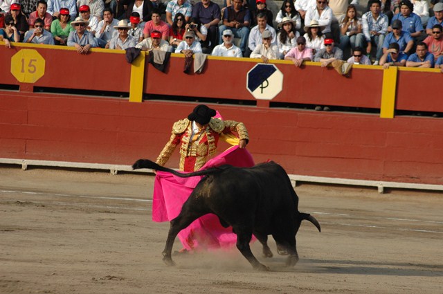 a mata mata and a bull in front of a crowd
