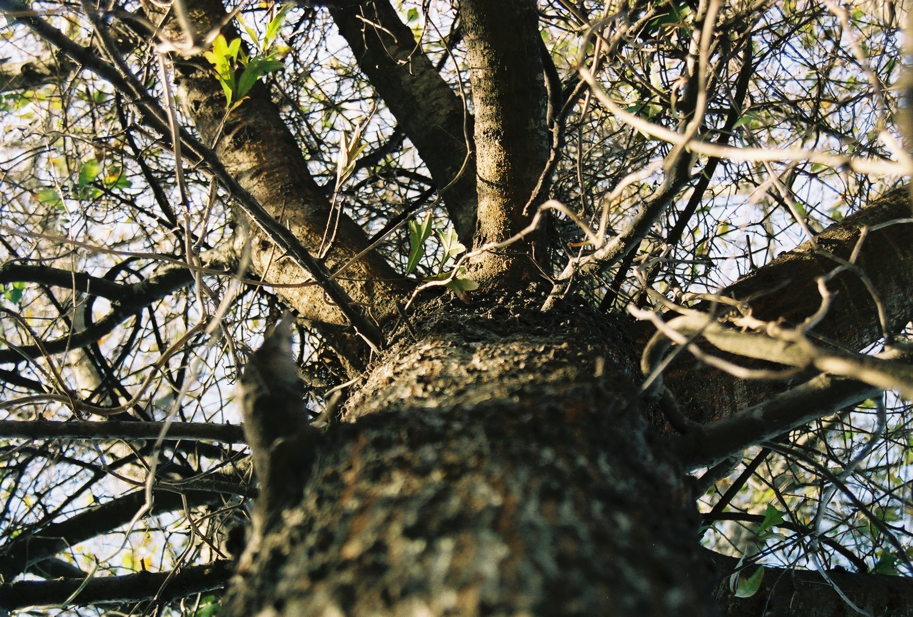 looking up at a thick tree with no leaves