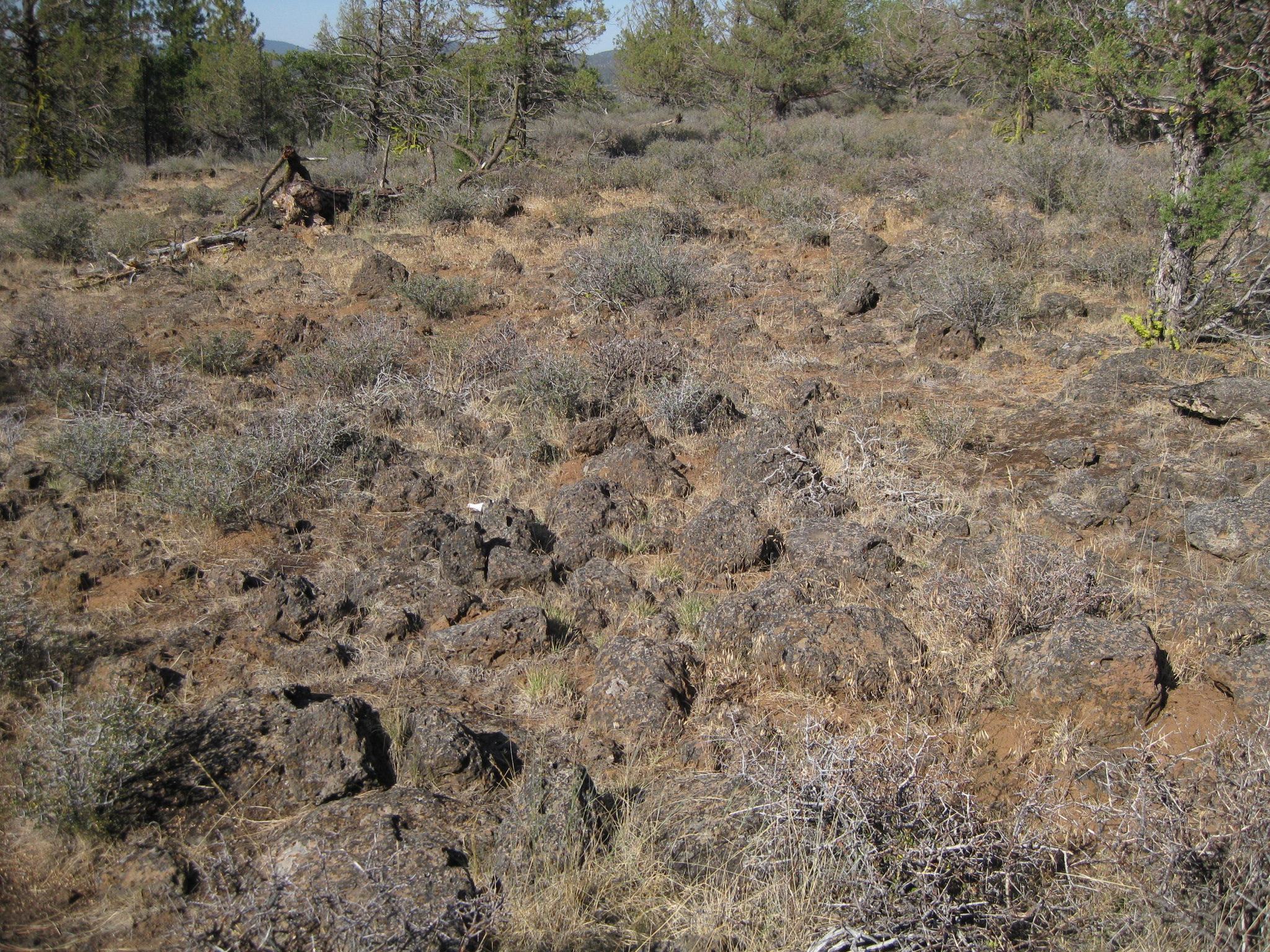 an area of sp brown grass with dead trees in the background