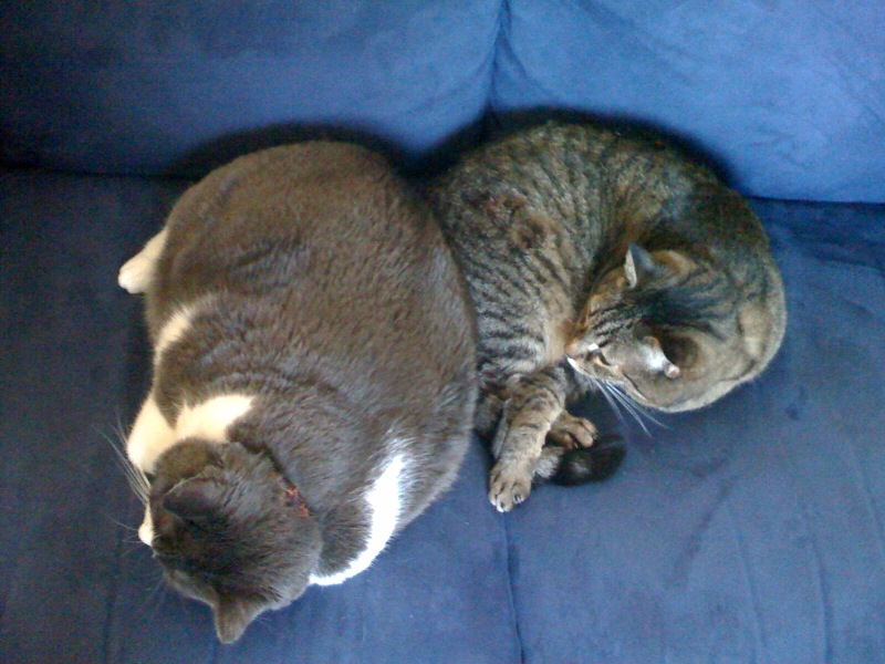 two cats are laying down on the blue sofa