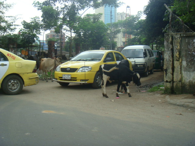 a cow is in the middle of a street