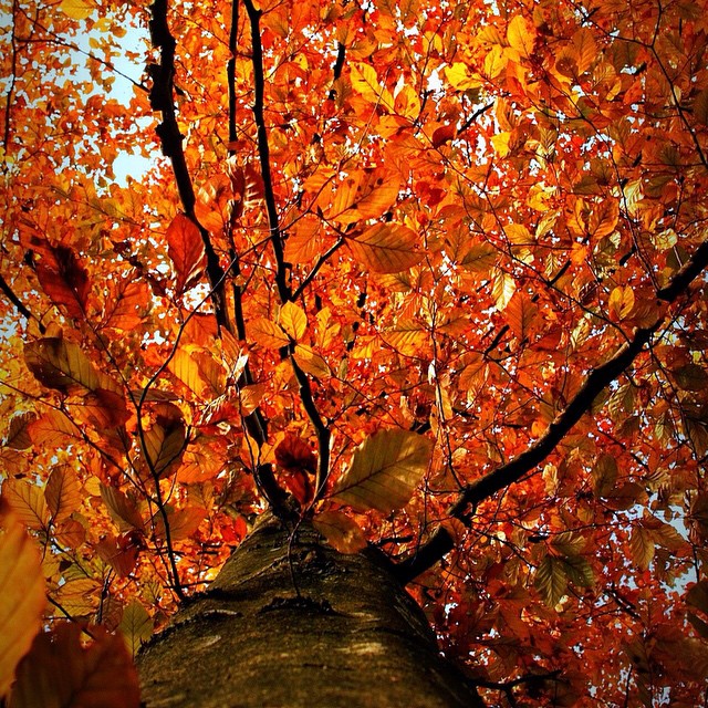 fall color tree leaves against the blue sky