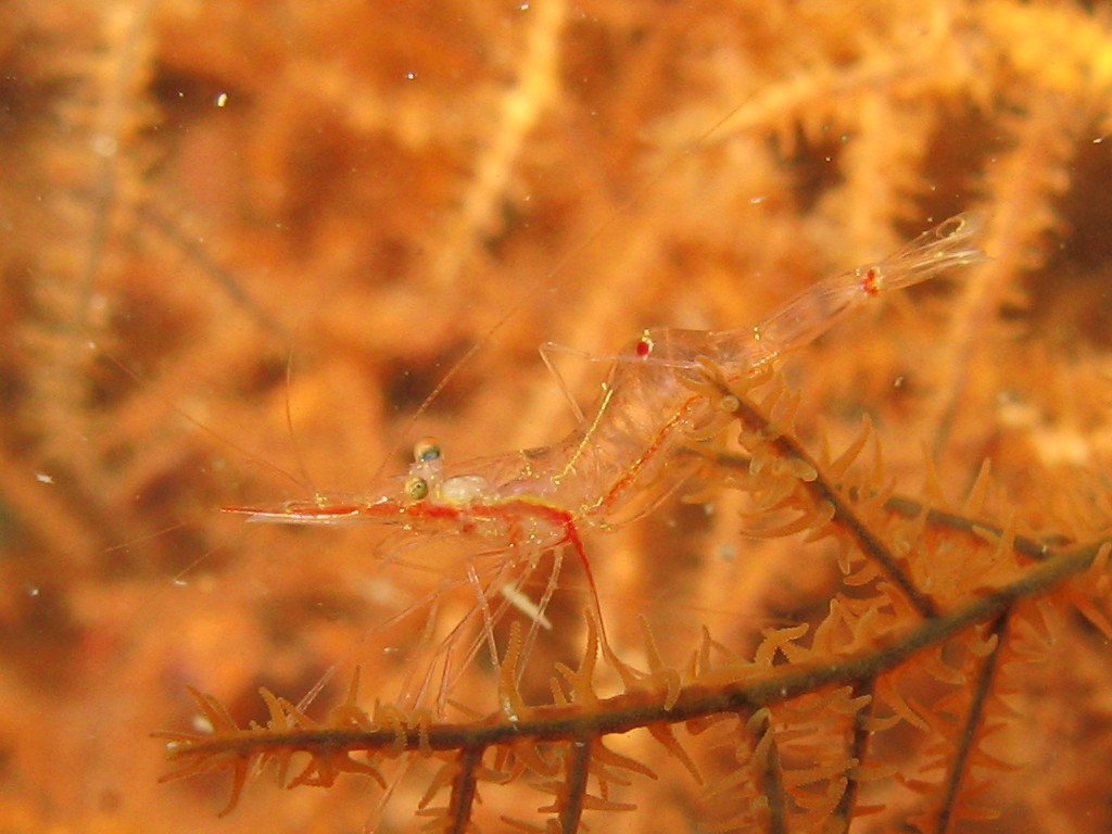 a close up view of some very small plants