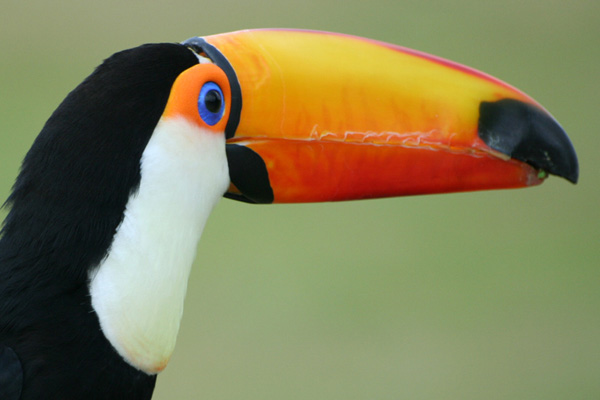 a toucan head with very colorful birds eyes