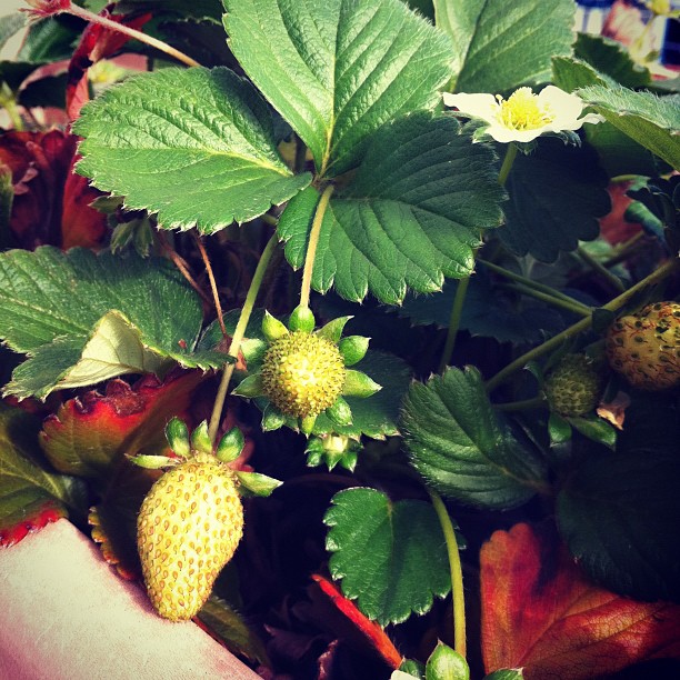 strawberries growing in a planter with lots of leaves