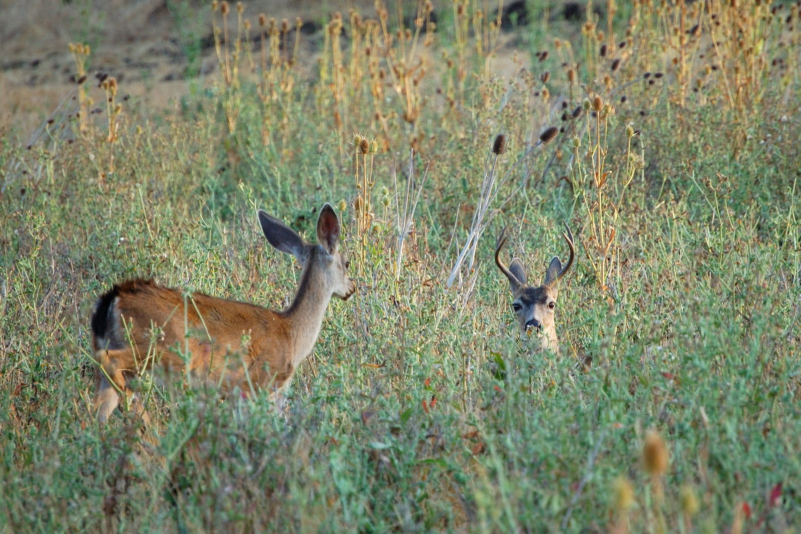 two deer standing next to each other in a field