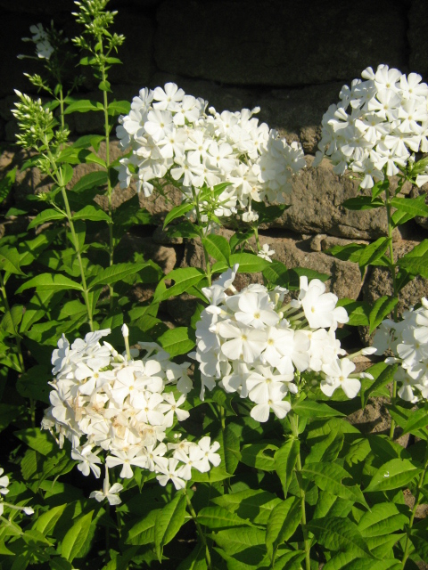 close up view of white flowers in bloom
