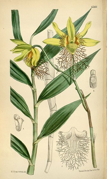 a illustration of a flower from a botanical book