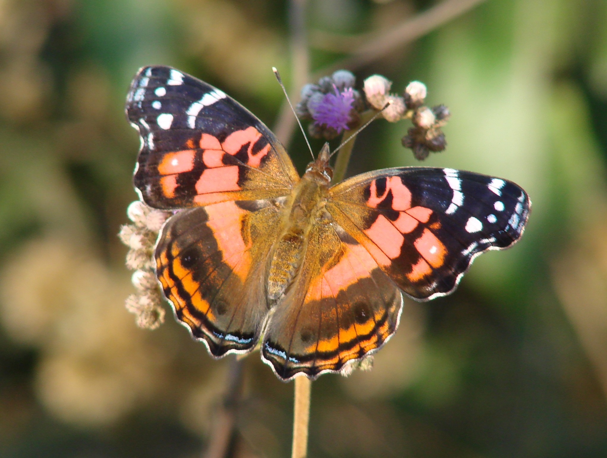 closeup of a erfly sitting on top of a flower