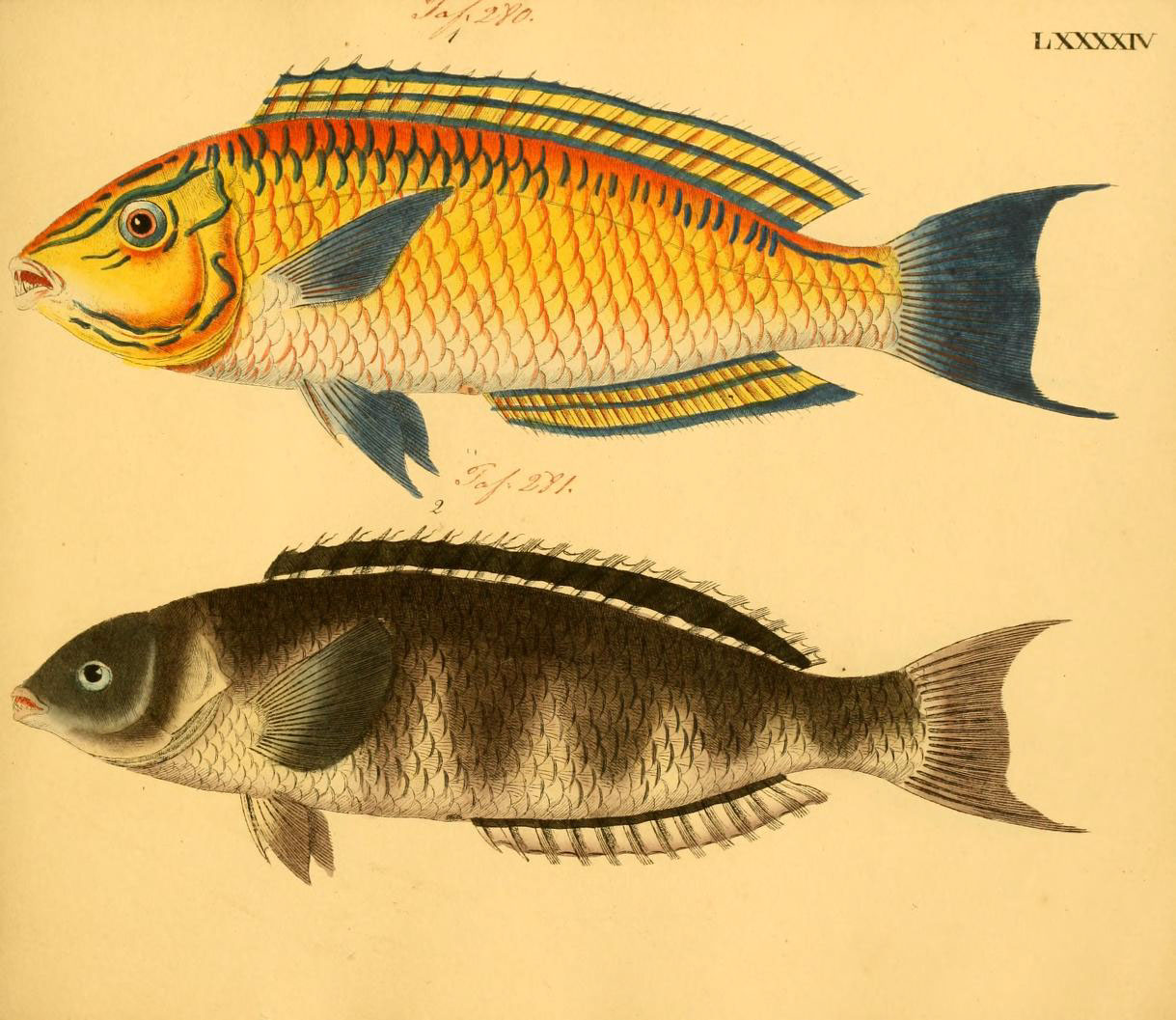 two fish side by side with different colored body shapes