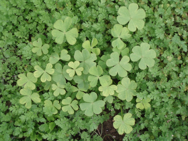 a green plant with leaves on the top