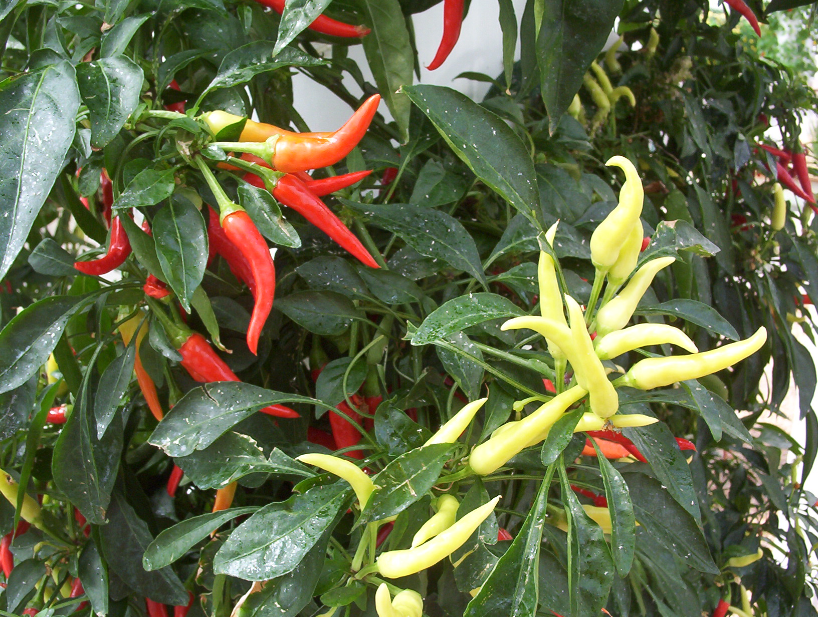 colorful tropical plant with red and yellow peppers