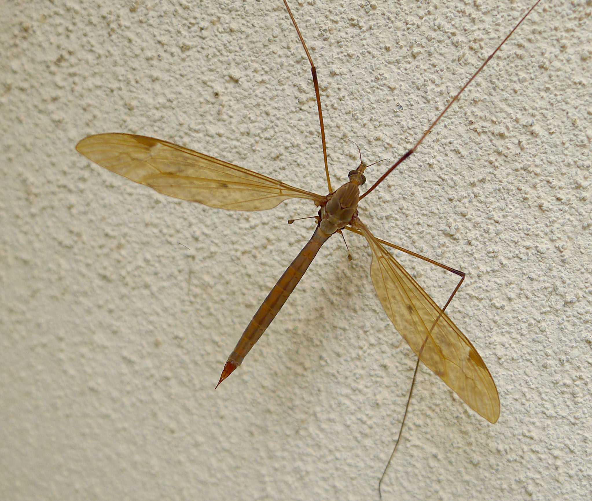 a mosquito that is standing on a wall