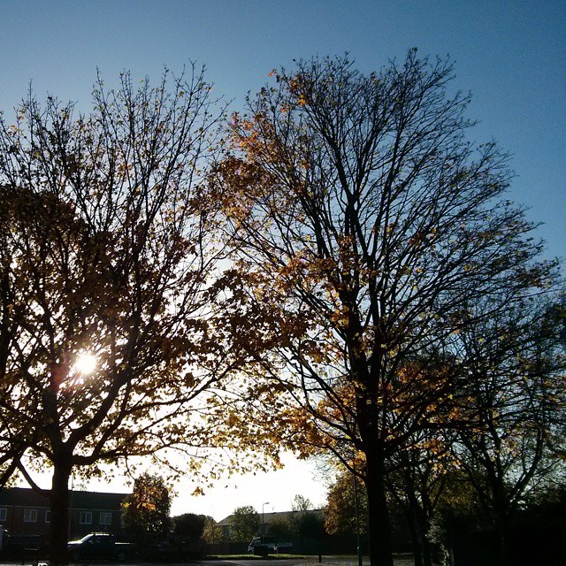 the sun shining through the tree tops on a beautiful fall day