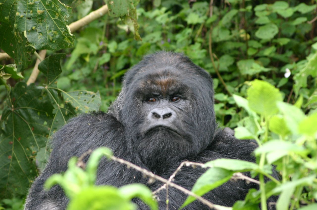 the gorilla looks up in the lush vegetation